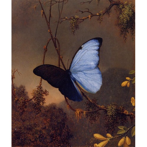 Blue Morpho Butterfly