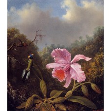 Fighting Hummingbirds with Pink Orchid