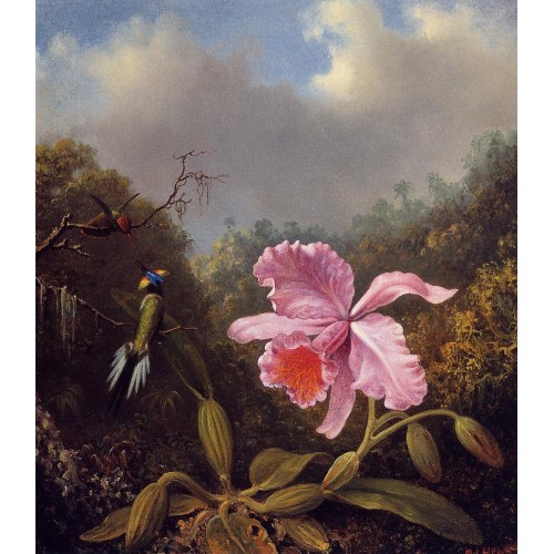 Fighting Hummingbirds with Pink Orchid