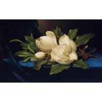 Giant Magnolias on a Blue Velvet Cloth