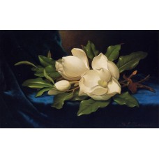 Giant Magnolias on a Blue Velvet Cloth