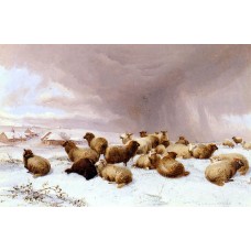 Sheep In Winter