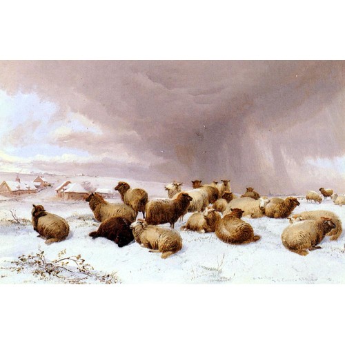 Sheep In Winter