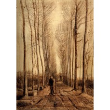 Avenue of poplars