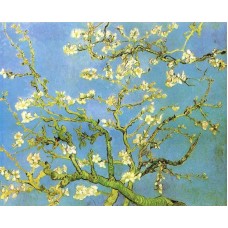 Blossomong Almond Tree