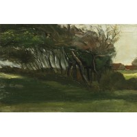 Landscape with windswept trees