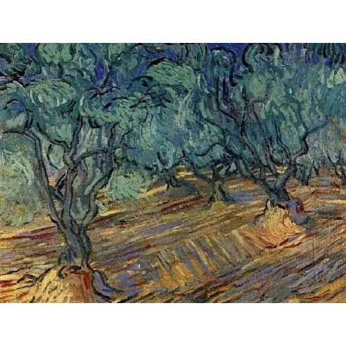 Olive Grove Bright Blue Sky