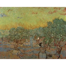 Olive grove with picking figures