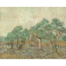 Olive picking 3