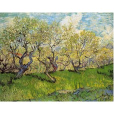 Orchard in Blossom 4