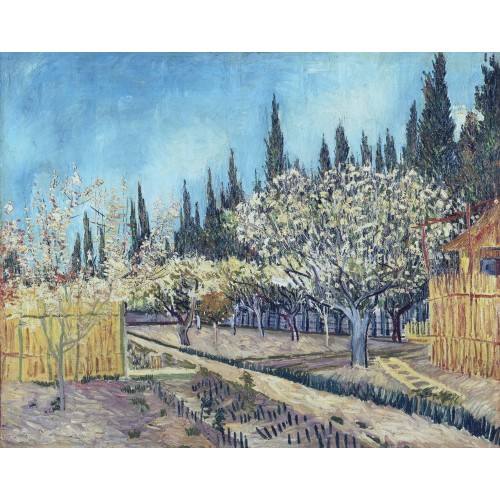 Orchard in blossom bordered by cypresses 2