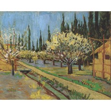Orchard in blossom bordered by cypresses