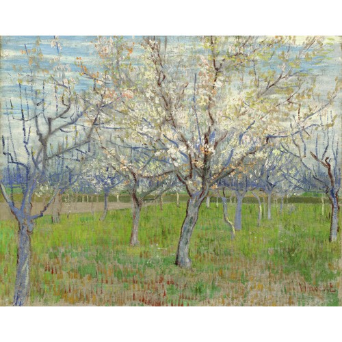 Orchard with blossoming apricot trees