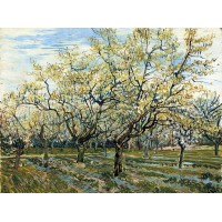 Orchard with blossoming plum trees