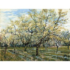 Orchard with blossoming plum trees