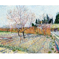 Orchard with peach trees in blossom