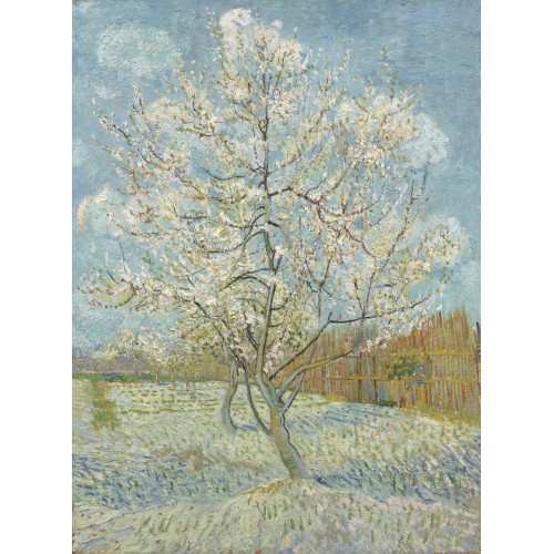 Peach trees in blossom