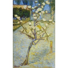 Pear tree in blossom