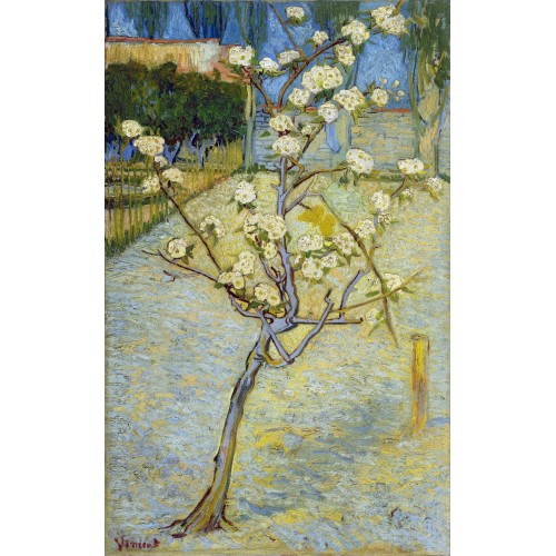 Pear tree in blossom