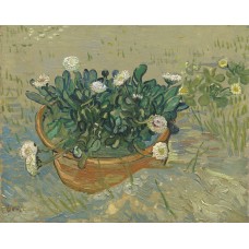 Still life bowl with daisies