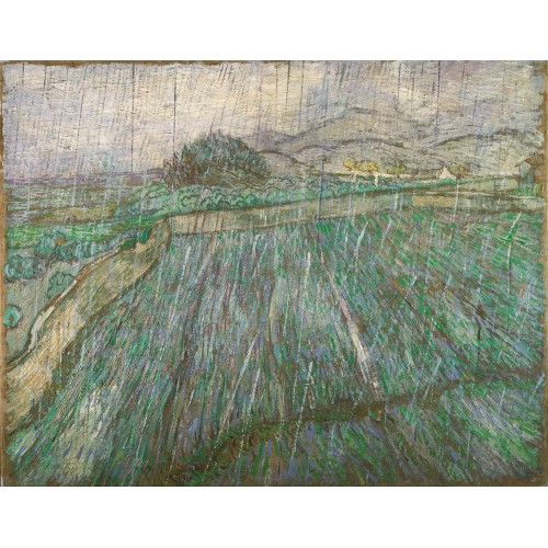 Wheat field in rain