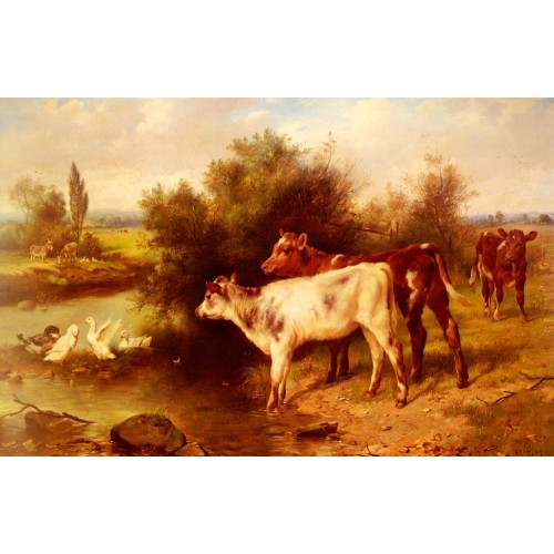 Calves Watering