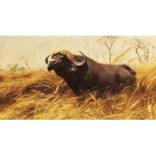 An African Buffalo