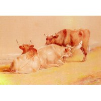 Cattle Resting 1