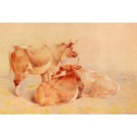Cattle Resting 2