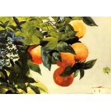 Oranges on a Branch