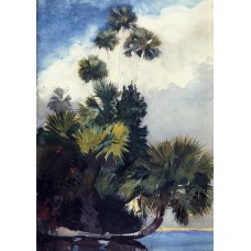 Palm Trees Florida
